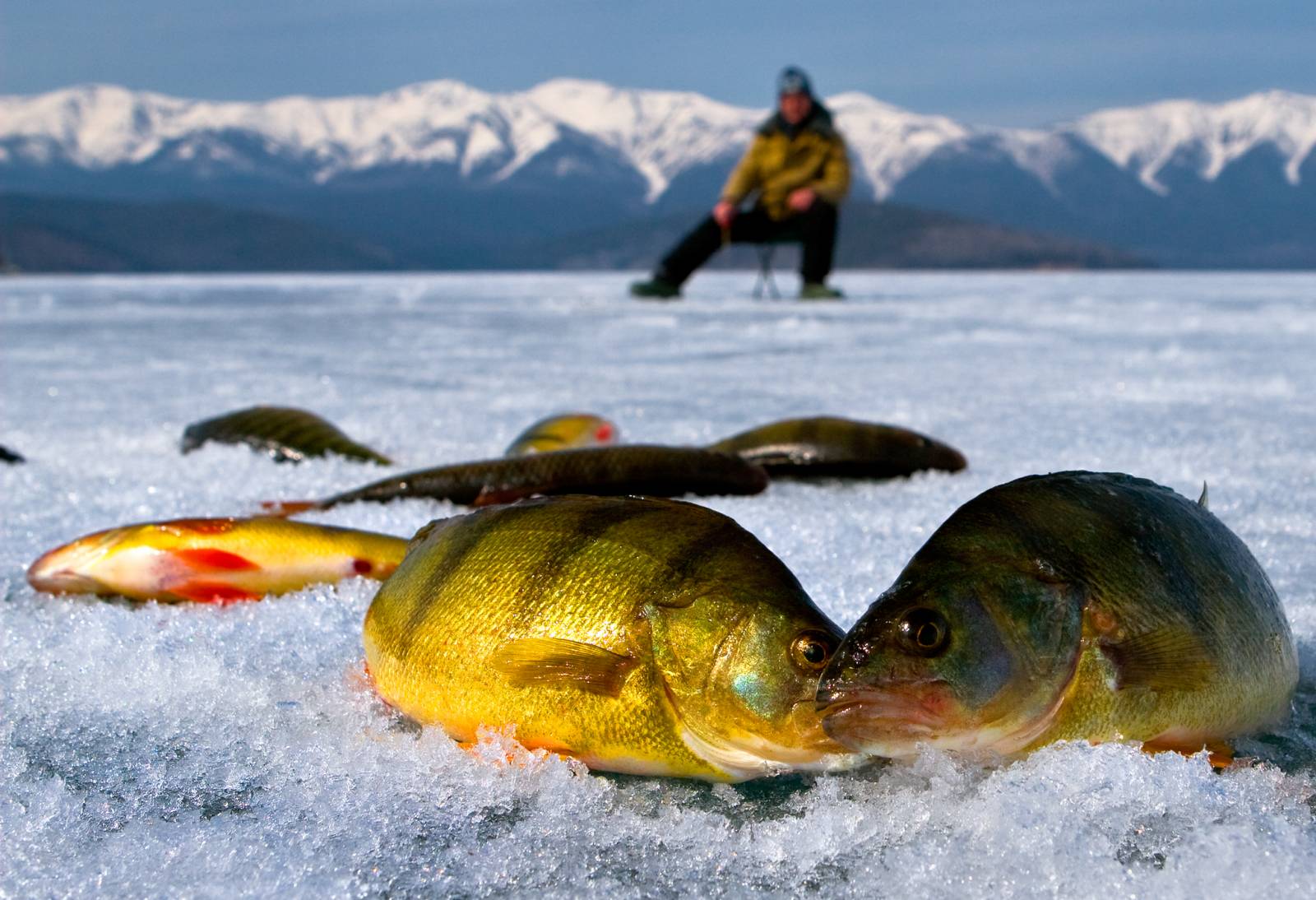 Подледный лов рыбы. Чивыркуйский залив на Байкале зимой. Зимняя рыбалка. Рыбалка на Байкале зимой. Подледная рыбалка.