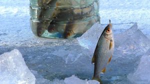 ловля рыбы зимой в феврале