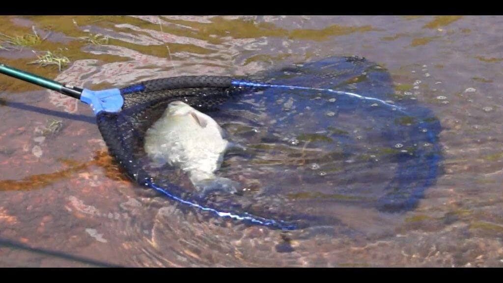 видео о рыбалке на фидер ловля крупного леща на реке